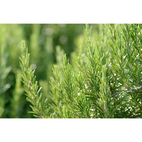 Revitalizing Hair Tonic Rosemary