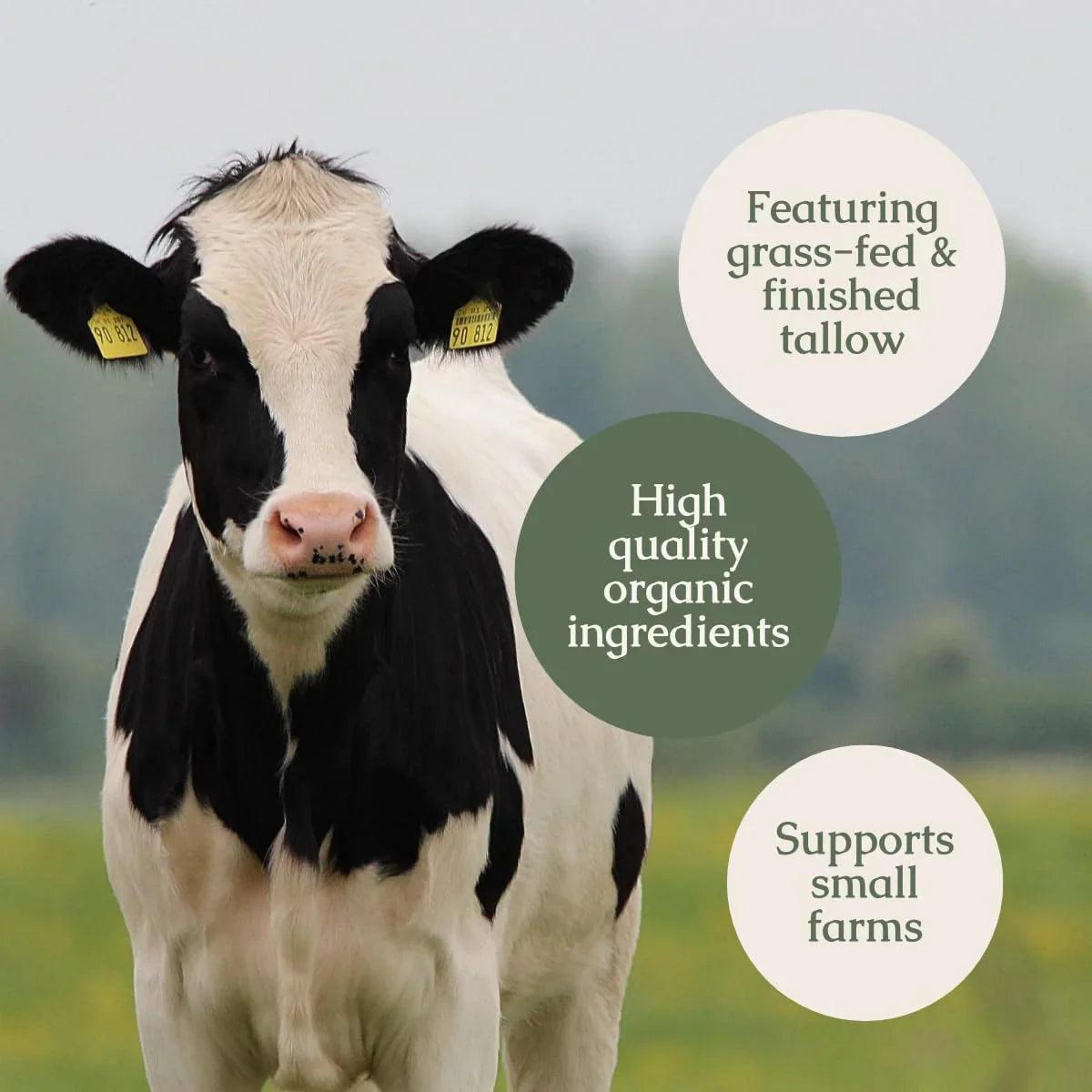 Hearth and Homestead: Handmade Whipped Tallow Balm (Unscented/Herb-Infused) 1.3 oz