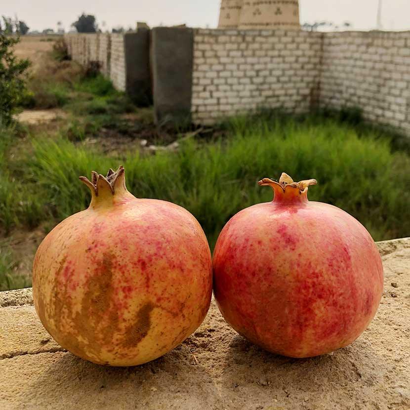 Katari Beauty Granate | Pomegranate Seed Oil