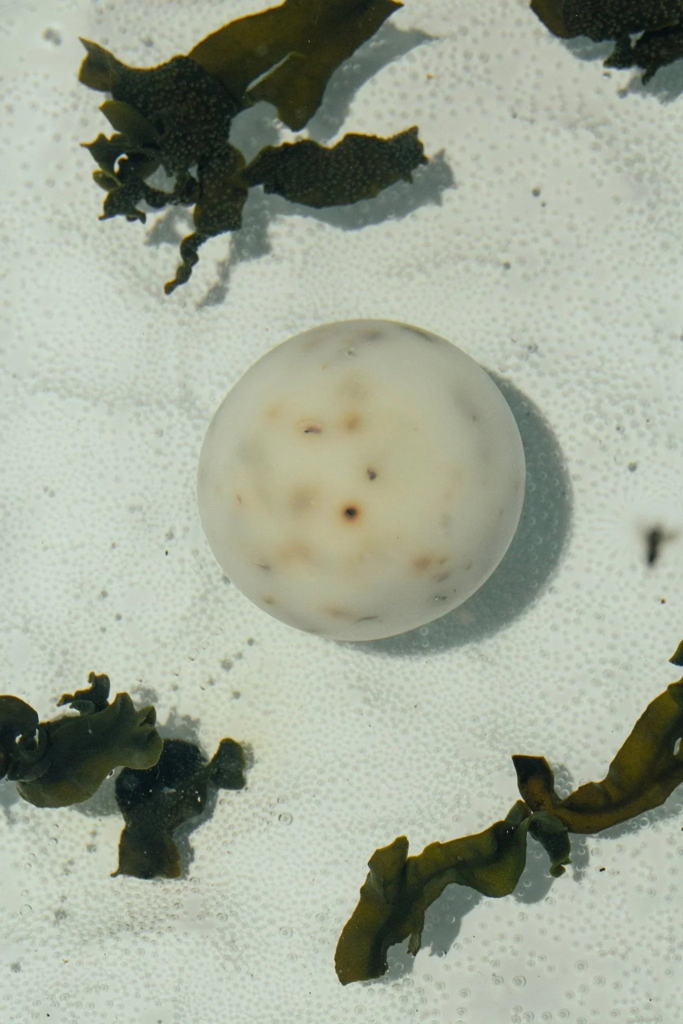 Summer Solace Tallow Sea Change – Seaweed Sphere Soap | Bladderwrack & Neroli